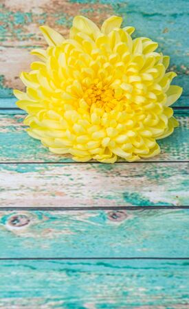 Edible yellow chrysanthemum flower over wooden backgroundの写真素材