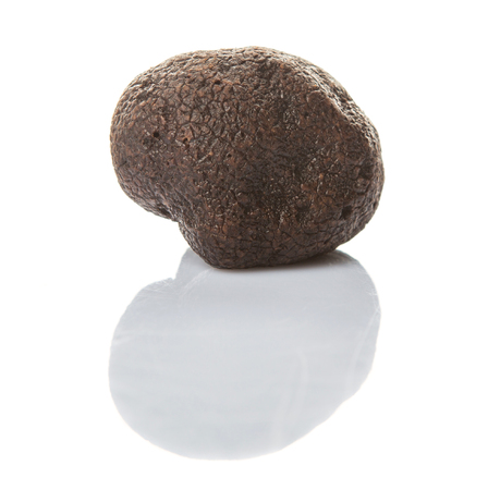 Black truffle mushroom over white backgroundの写真素材