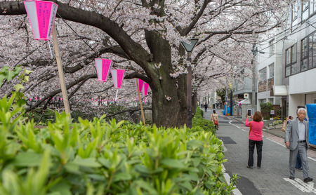TOKYO, JAPAN - APRIL 1ST, 2016.  Tourist and locals enjoying the cherry blossoms at  the street of Meguro River, during Japan's annual cherry blossom festival.のeditorial素材