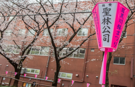 TOKYO, JAPAN - APRIL 1ST, 2016.  Japanese paper lanterns and cherry blossoms at the street of Meguro River, during Japan's annual cherry blossom festival.のeditorial素材
