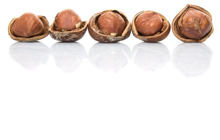 Hazelnuts on white backgroundの写真素材