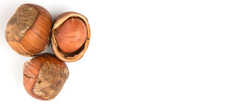 Hazelnuts on white backgroundの写真素材