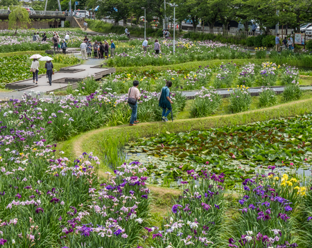 ITAKO, IBARAKI, JAPAN - JUNE 4TH 2016l. Locals and tourists children fishing in the pond during the annual Suigo Itako Iris Flower Festival.のeditorial素材