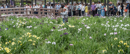 ITAKO, IBARAKI, JAPAN - JUNE 4TH 2016l. Locals and tourists during the annual Suigo Itako Iris Flower Festival.のeditorial素材