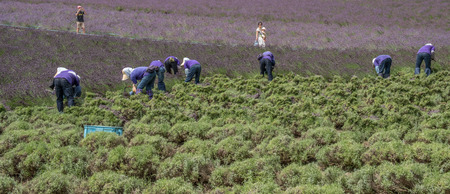 FURANO, JAPAN - AUGUST 1ST, 2016. Workers harvesting blooming lavender flowers in a lavender farm in Furano, Hokkaido, Japan. Furano is famous for its lavender field during summer.のeditorial素材