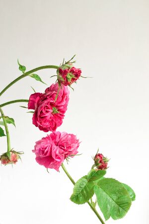 Arrangement of flowers. Minimalism. Free space for text. Flower on a white background. Minimalの写真素材