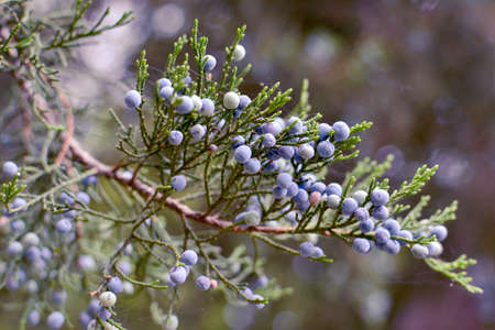 autumn and spring plants background. Christmas tree or pine with blue berries. Blue plants background.の写真素材