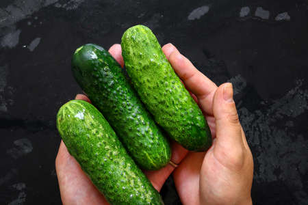 Fresh cucumber on a dark background. Three cucumbers in the hands of a woman. Vegetarian and raw food diet.の写真素材