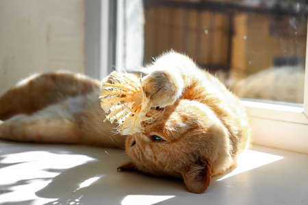 A ginger domestic cat is resting on the windowsill. Ginger cat plays with a shuttlecock.の写真素材