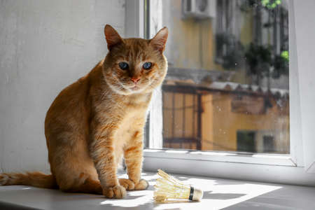 Portrait of a ginger domestic cat on the windowsill. A cute cat sits on a window on a sunny autumn day.の写真素材