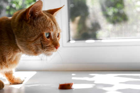 Portrait of a ginger domestic cat on the windowsill. A cute cat sits on a window on a sunny autumn day. Cat eatingの写真素材