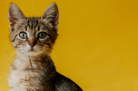 Portrait of a striped cat on a yellow background. The kitten looks at the object. Copy space. Banner...