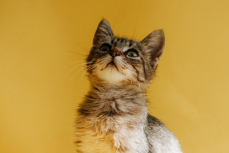 Portrait of a striped cat on a yellow background. The kitten looks at the object. Copy space. Banner with animal.の写真素材