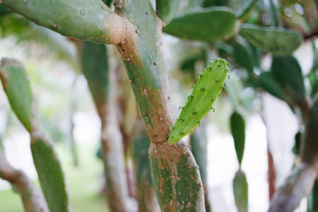 A vibrant green cactus with new pads growing emerges from a thick stem in a lush tropical garden....