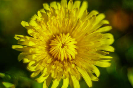 pampelikaの写真素材