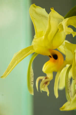 in yellow orchidの写真素材