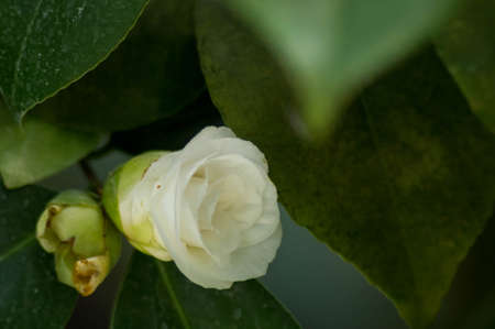 magnoliaの写真素材