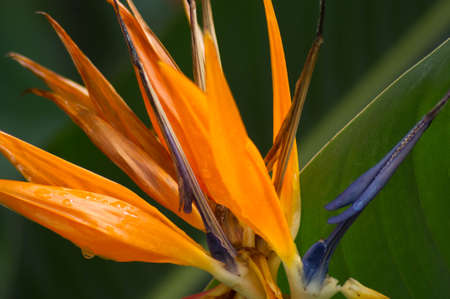 tropical blossom 2の写真素材