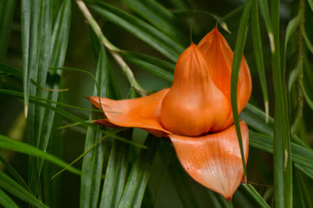 tropical blossomの写真素材