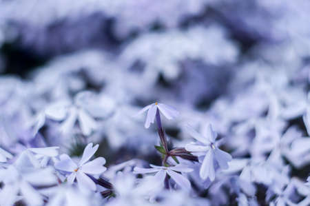 Tiny flowersの写真素材