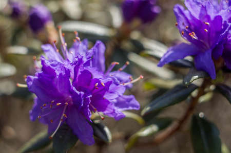 Violet kvtyの写真素材