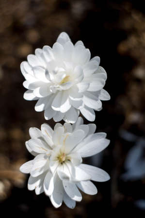 white blossomsの写真素材