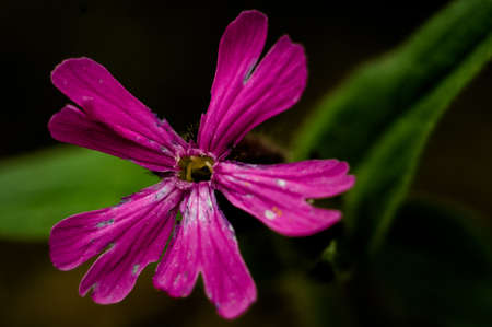 Violet bloom 2の写真素材