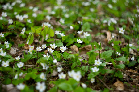 Anemonesの写真素材