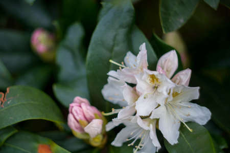 Appleの写真素材