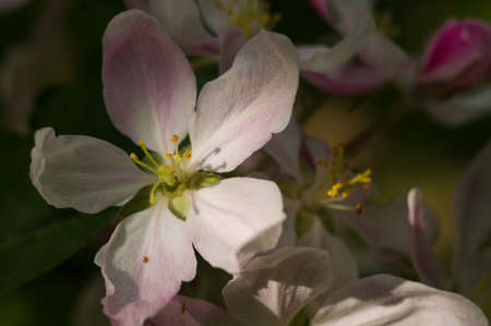 apple tree blossomの写真素材