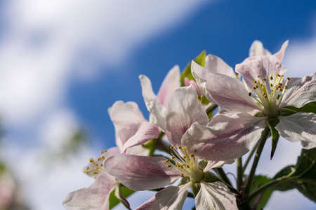 apple treeの写真素材