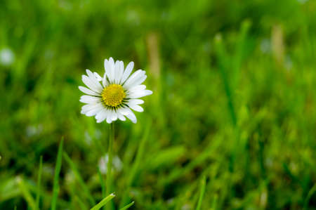 daisyの写真素材