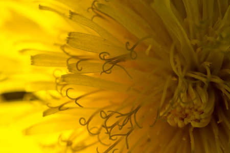 pampeliska 2の写真素材