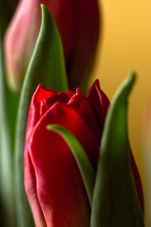 tulipnの写真素材