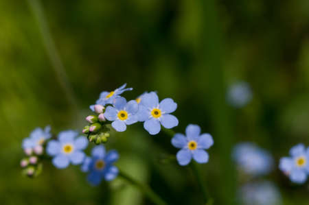 forgetmeの写真素材