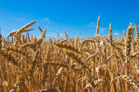 wheat