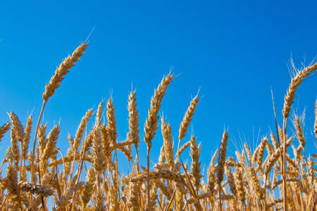 wheatの写真素材