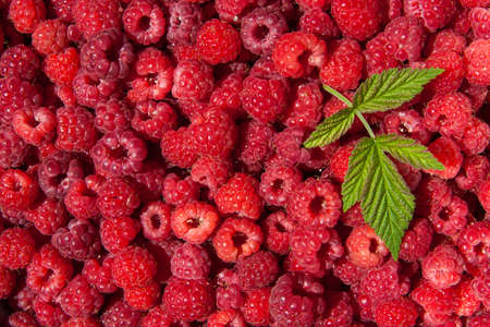 raspberries and fresh leaf