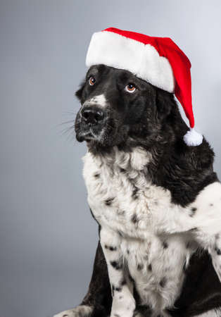 Dog in Santa Claus hat on a gray backgroundの写真素材