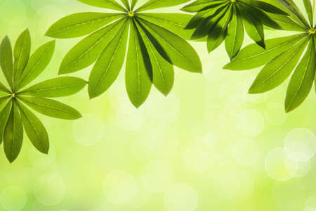 green leaves