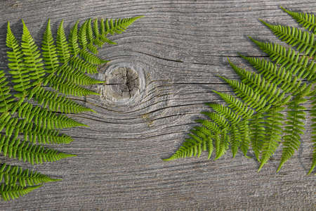 Green ferns on old wooden texture. Background. Leaves on wooden texture