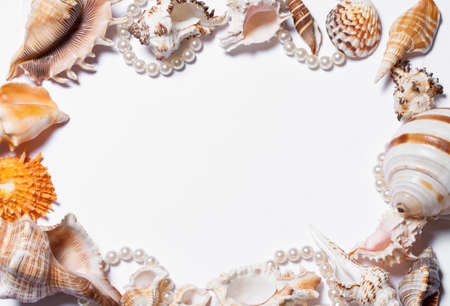 Still life  seashells on a white background. Beautiful background, frame