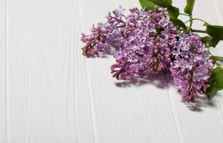 The beautiful lilac on a wooden background. Lilac flowers on a white background. Spring backgroundの写真素材