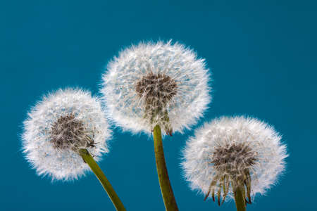 Dandelion on a blue background. Air flower close-upの写真素材