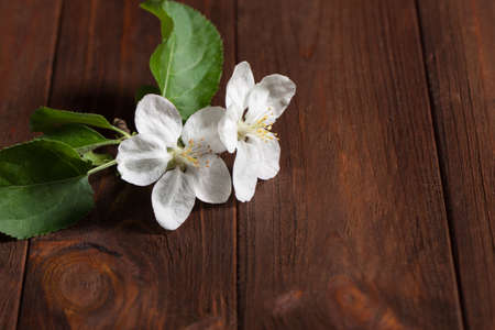 a sprig of apple blossom on a wooden surface. Beautiful vintage background.の写真素材