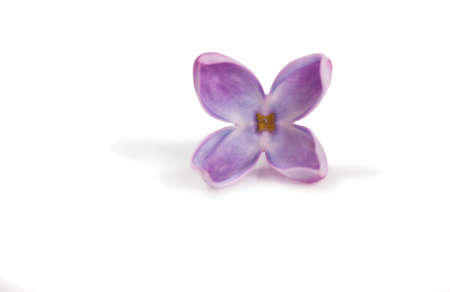 a sprig of lilac on a white background. Isolated flowers close up. White backgroundの写真素材