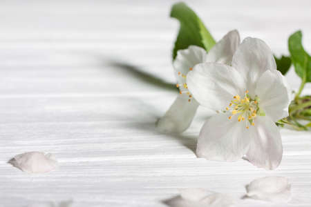 a sprig of apple blossom on a wooden surface. Beautiful vintage background.の写真素材