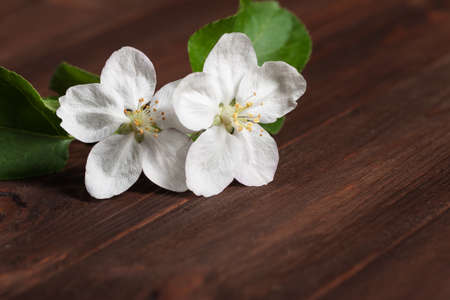 a sprig of apple blossom on a wooden surface. Beautiful vintage background.の写真素材