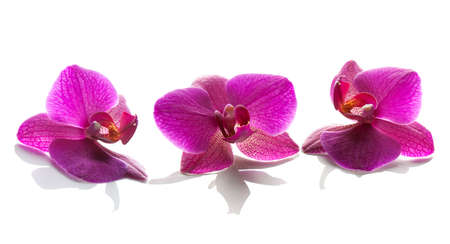 orchid flowers on a white background. Beautiful exotic flowers close up. isolatedの写真素材