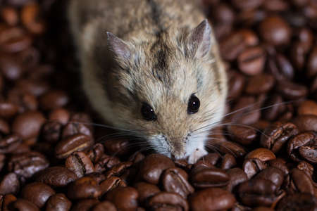 cute little mouse sitting alongside a coffee beans. Jungar hamster close up. Rodent eating coffee beansの写真素材